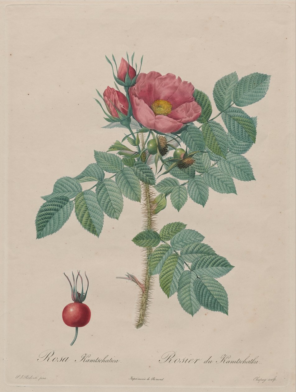 Kamçatka Gülü (Rosa Kamçatika) by Unbekannt Unbekannt