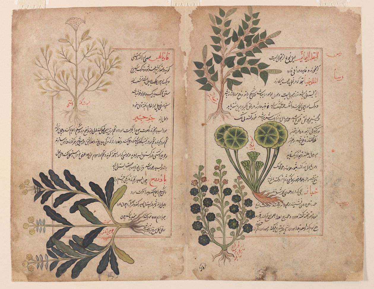 Kitab-ı haşhaştan (Bitkiler kitabı) çift yaprak by Unbekannt Unbekannt