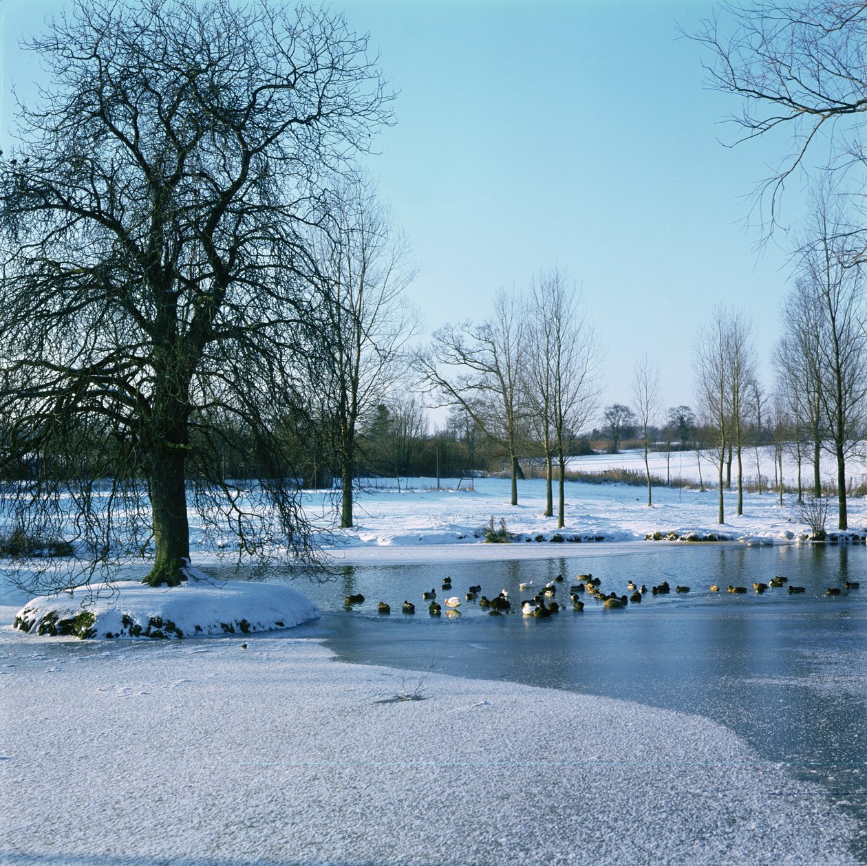 Finchingfield, Essex yakınlarındaki Karda Ördekler by Unbekannt Unbekannt