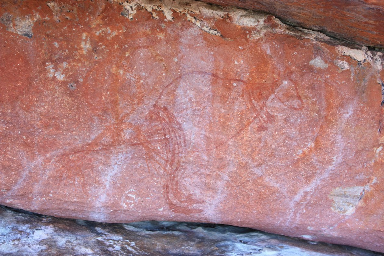 Erken röntgen wallaby by Unbekannt Unbekannt