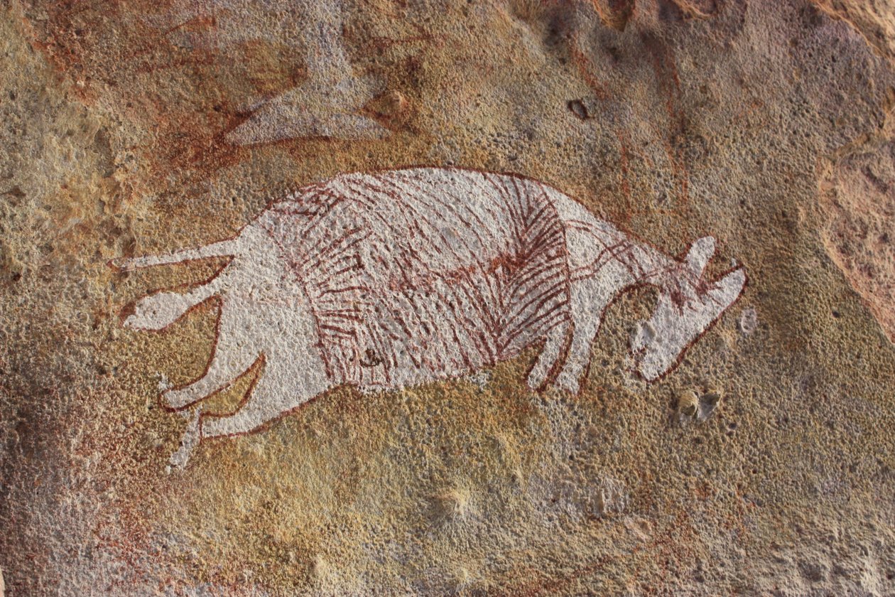 kırmızı ve beyaz wallaby by Unbekannt Unbekannt