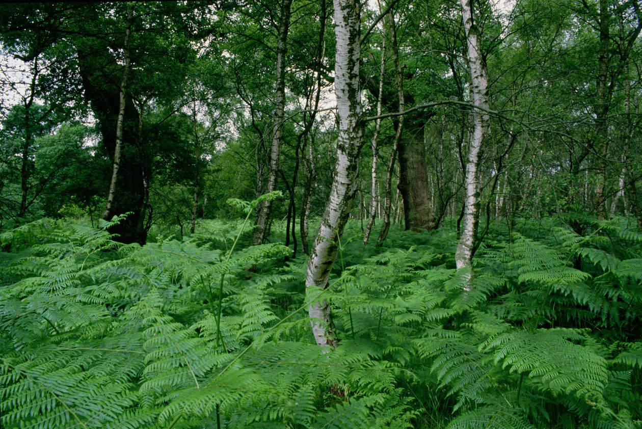 Silver birch trees and ferns, Sherwood Forest  by Unbekannt Unbekannt