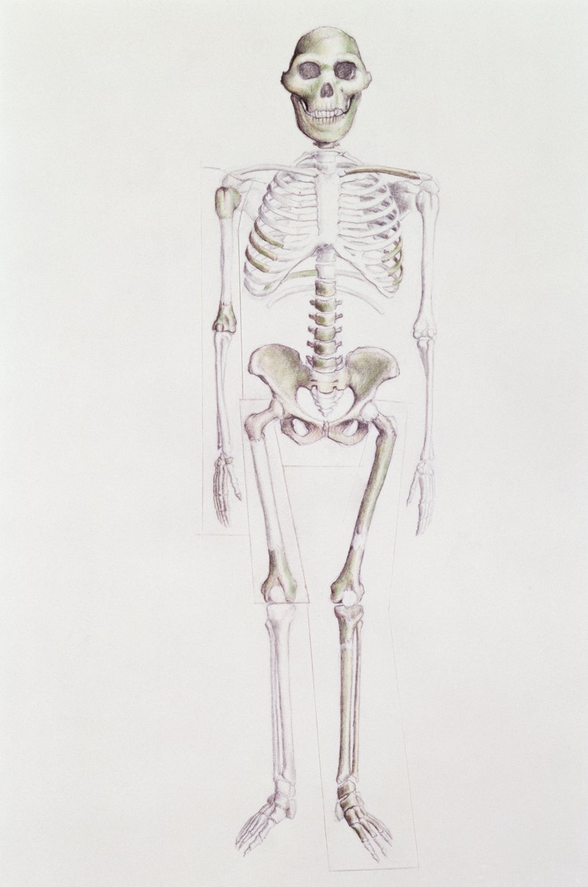 Australopithecus africanus