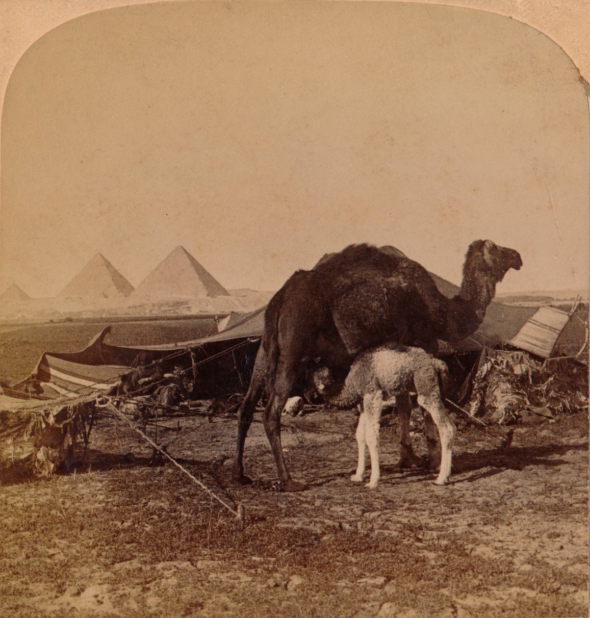 Çölün Bebeği, Mısır, 1896 by Unbekannt
