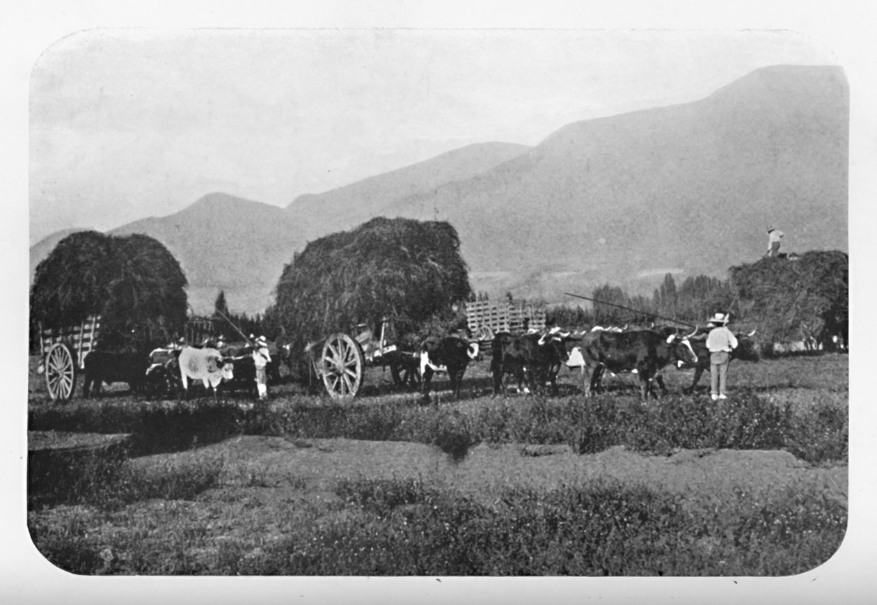 Bir Şili Hasadı, 1911 by Unbekannt