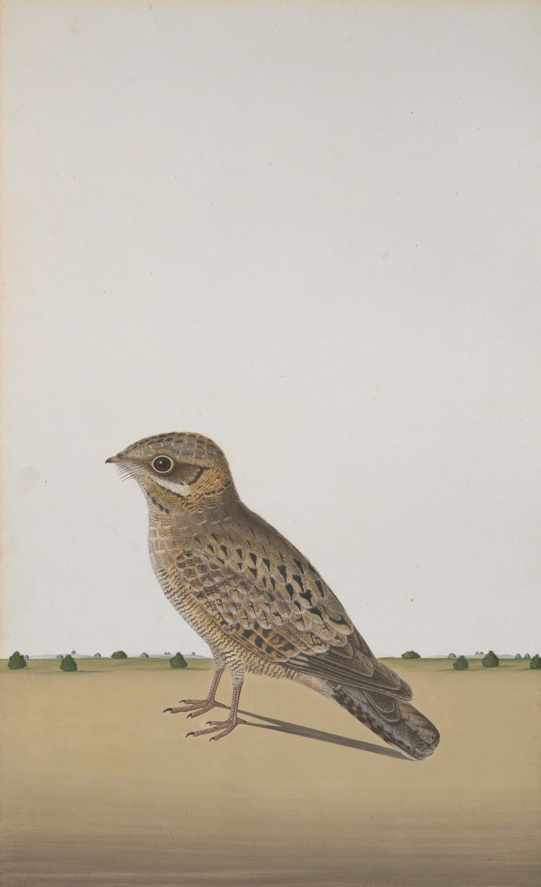 Ortak Bir Hint Nightjar Caprimulgus asiaticus, yaklaşık. 1780 by Unbekannt