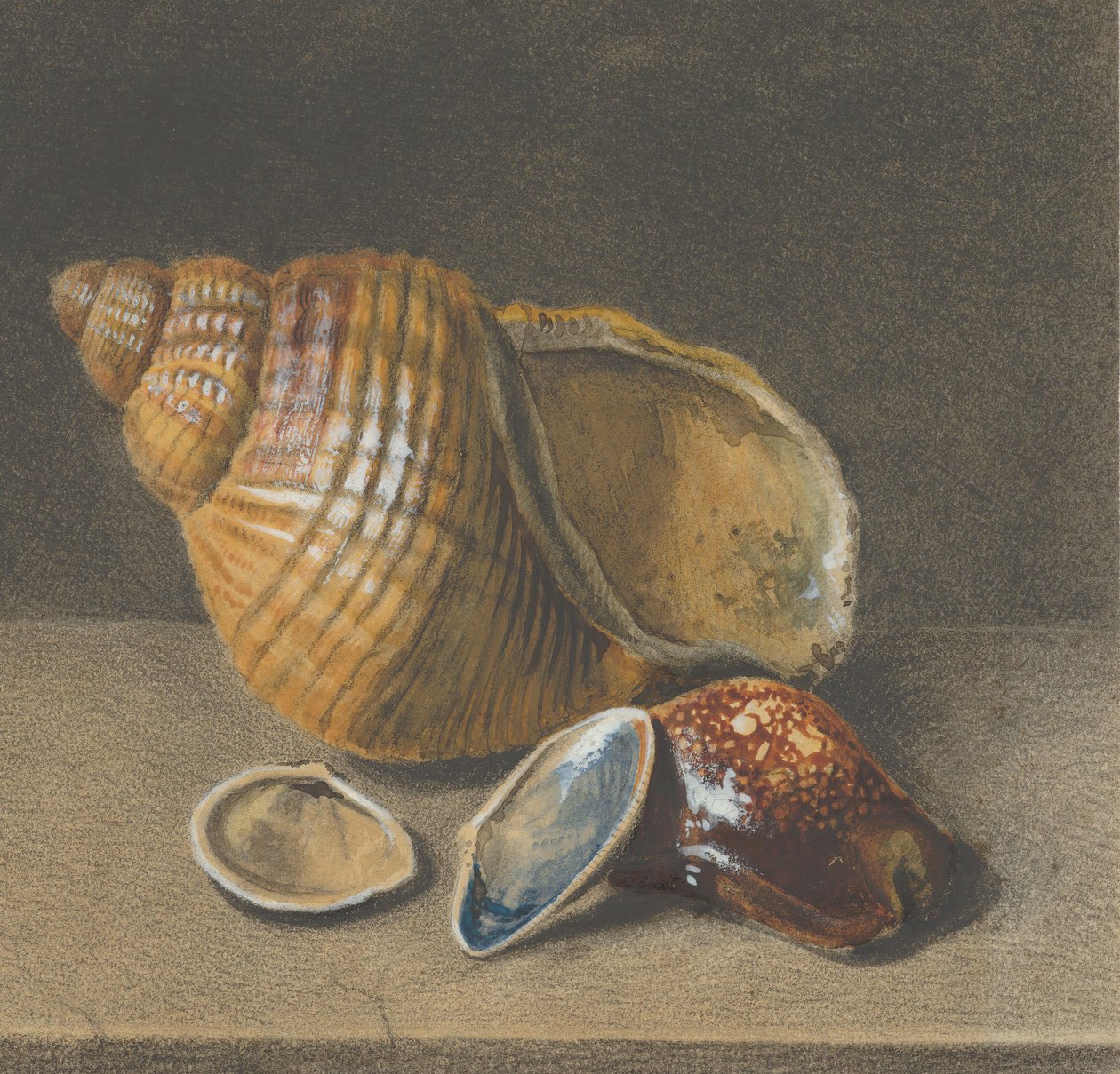 Bir Cowrie ve Daha Büyük ve İki Küçük Kabuk, 17. yüzyılın sonları - 18. yüzyılın ortaları. by Unbekannt