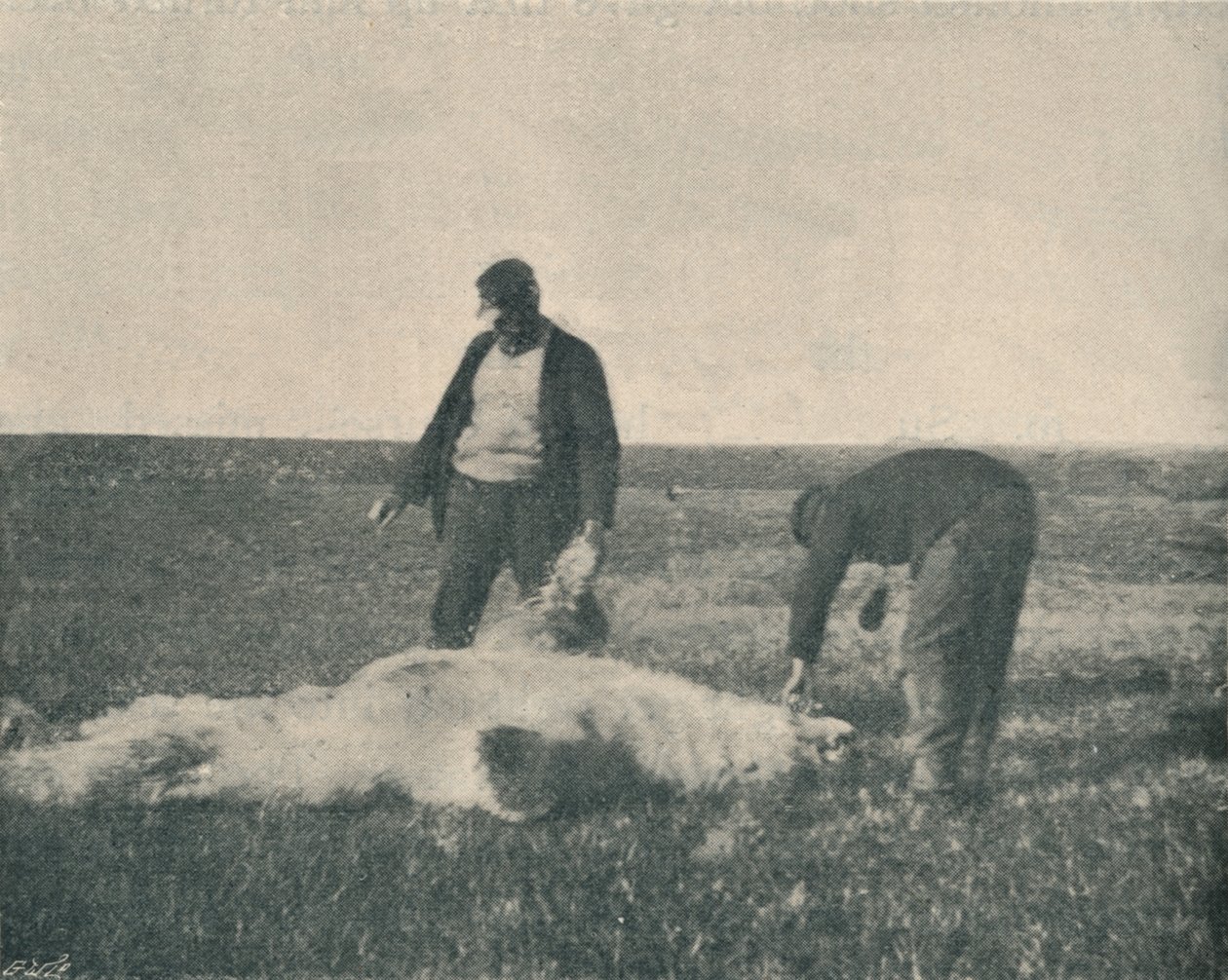 Ren Geyiği Adasında Ölü Bir Ayı 21 Ağustos 1893, 1893 1897 by Unbekannt
