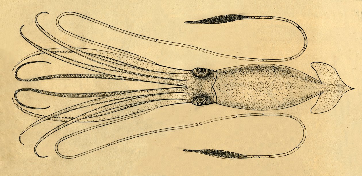 Dev Kalamar Diyagramı, 1881. by Unbekannt