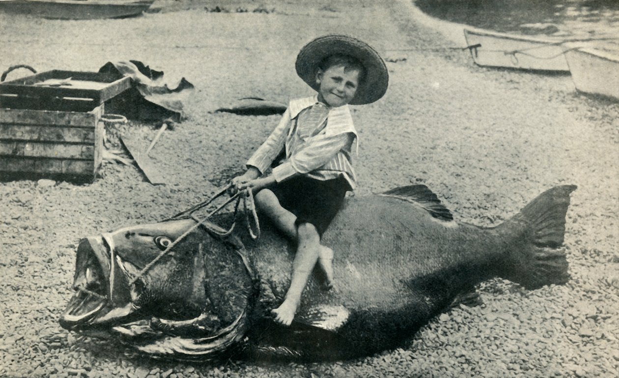 Balıklı Bir At! - Bir Karadeniz Levrek - ağırlık 363 pound, 1901. by Unbekannt