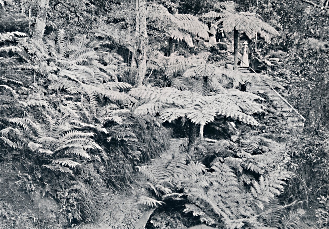Eğreltiotları Ormanı, Leura, Mavi Dağlar, c1900. by Unbekannt
