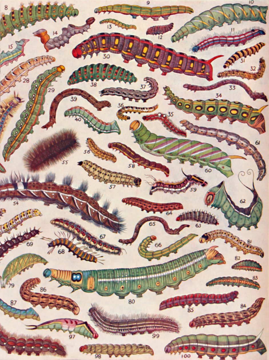 Kelebekler ve Güvelerden Yüzlerce Farklı Tırtıl, 1935 by Unbekannt