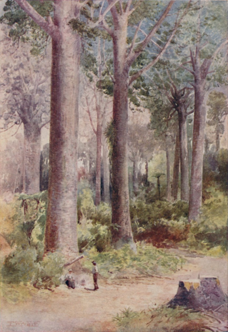 Bir Kauri Ormanı, 1923. by Unbekannt