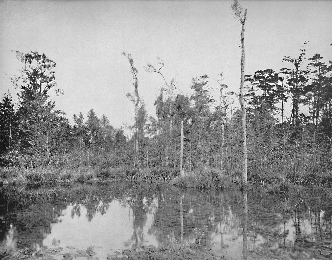 Louisiana Bataklığı, c1897. by Unbekannt