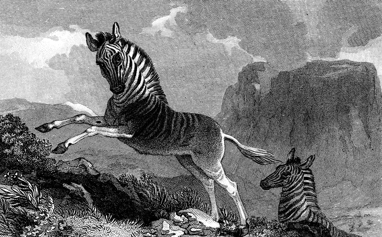 Bir Quagga, 1815 by Unbekannt