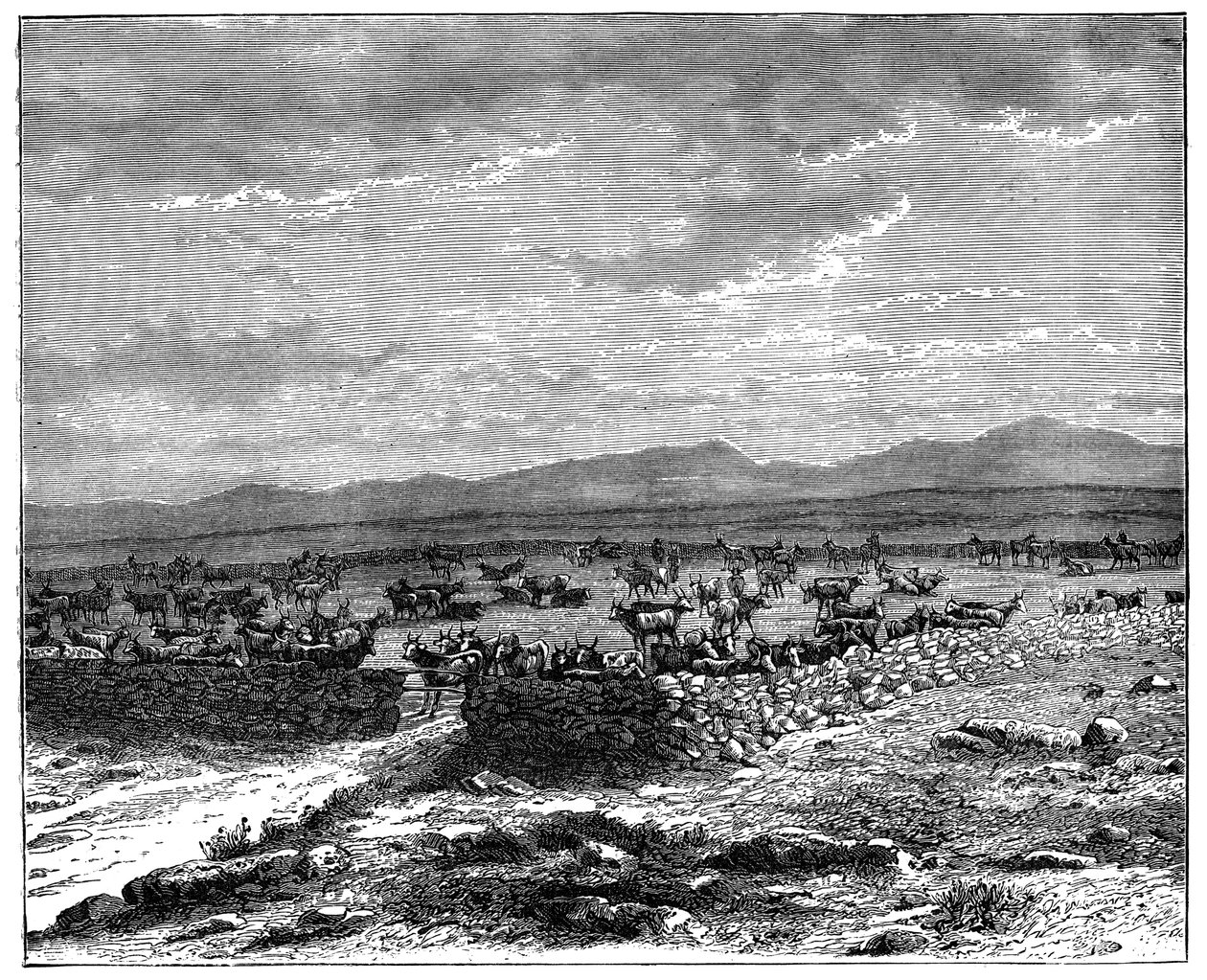 Bir Güney Afrika sığır kraal, c1890 by Unbekannt