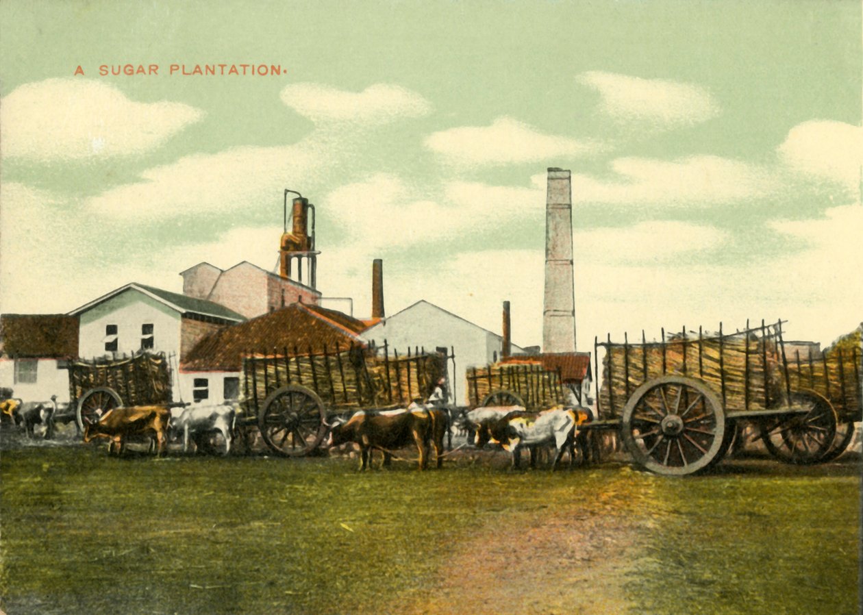 Bir Şeker Plantasyonu, Küba. by Unbekannt