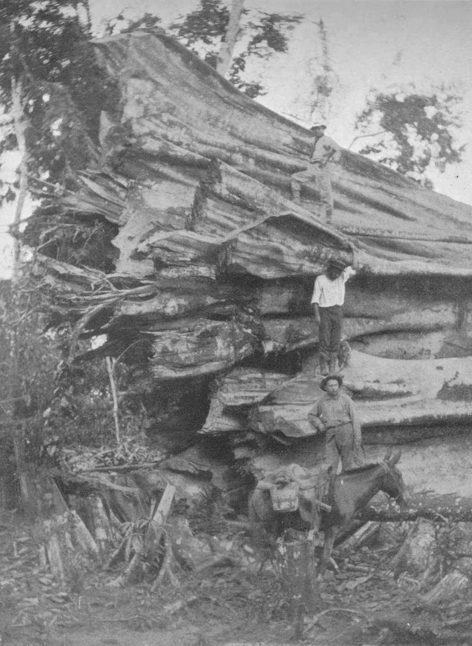 Büyük bir parça Brezilya Kerestesi, 1914 by Unbekannt