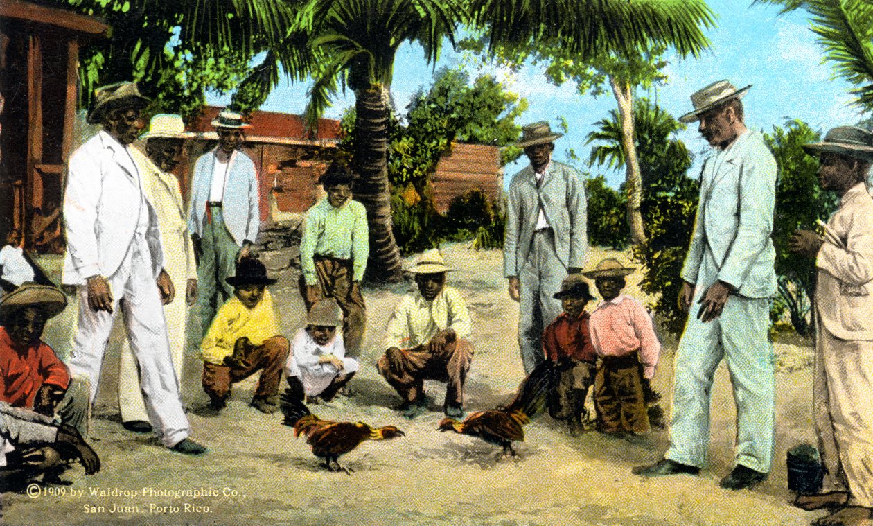 Horoz dövüşü, Porto Riko, 1909 by Unbekannt