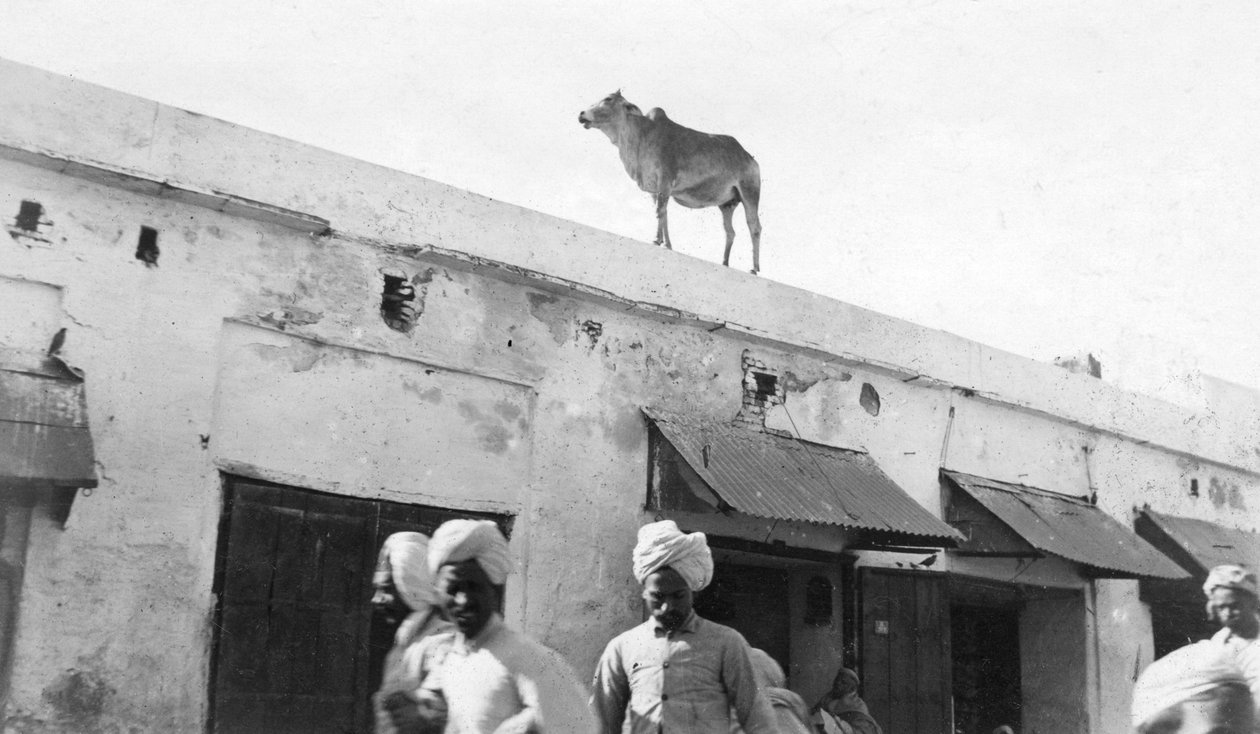 Bir binanın çatısında bir inek, Nowshera, Hindistan, 1916-1917 by Unbekannt