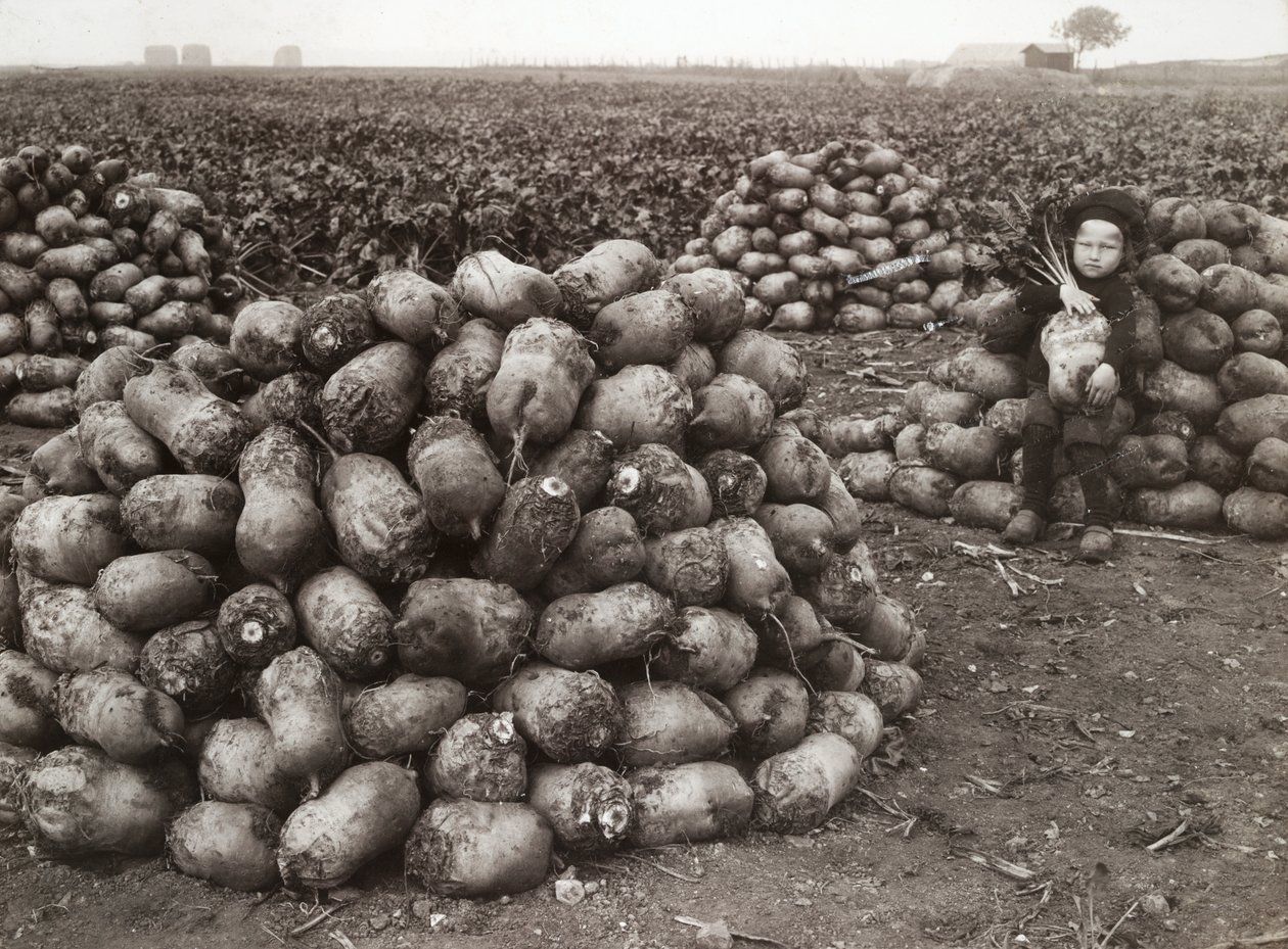 Landskrona yakınlarında, hasat edilmiş şalgam yığınları olan küçük bir kız, İsveç, 1910 by Unbekannt