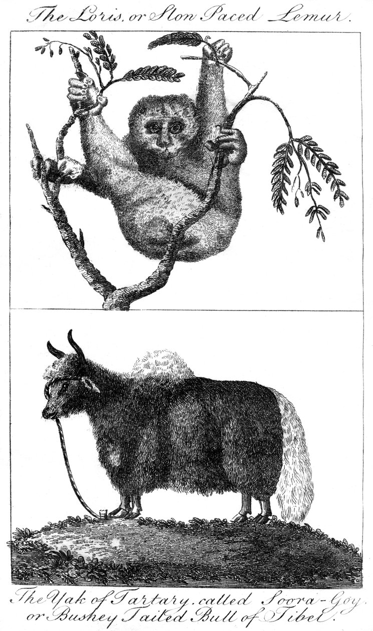 Bir loris ve bir yak, 1799 by Unbekannt