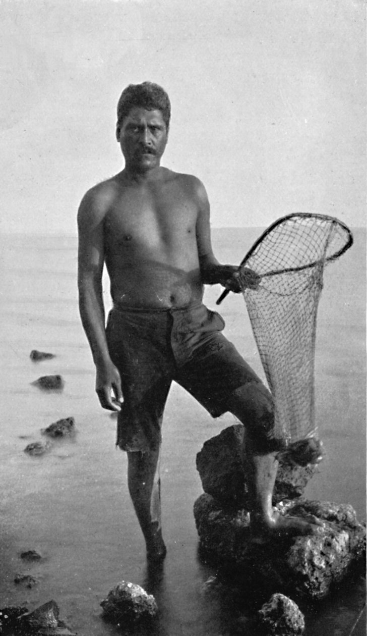 Yerli bir karidesçi, Hawaii, ağıyla, 1902 by Unbekannt
