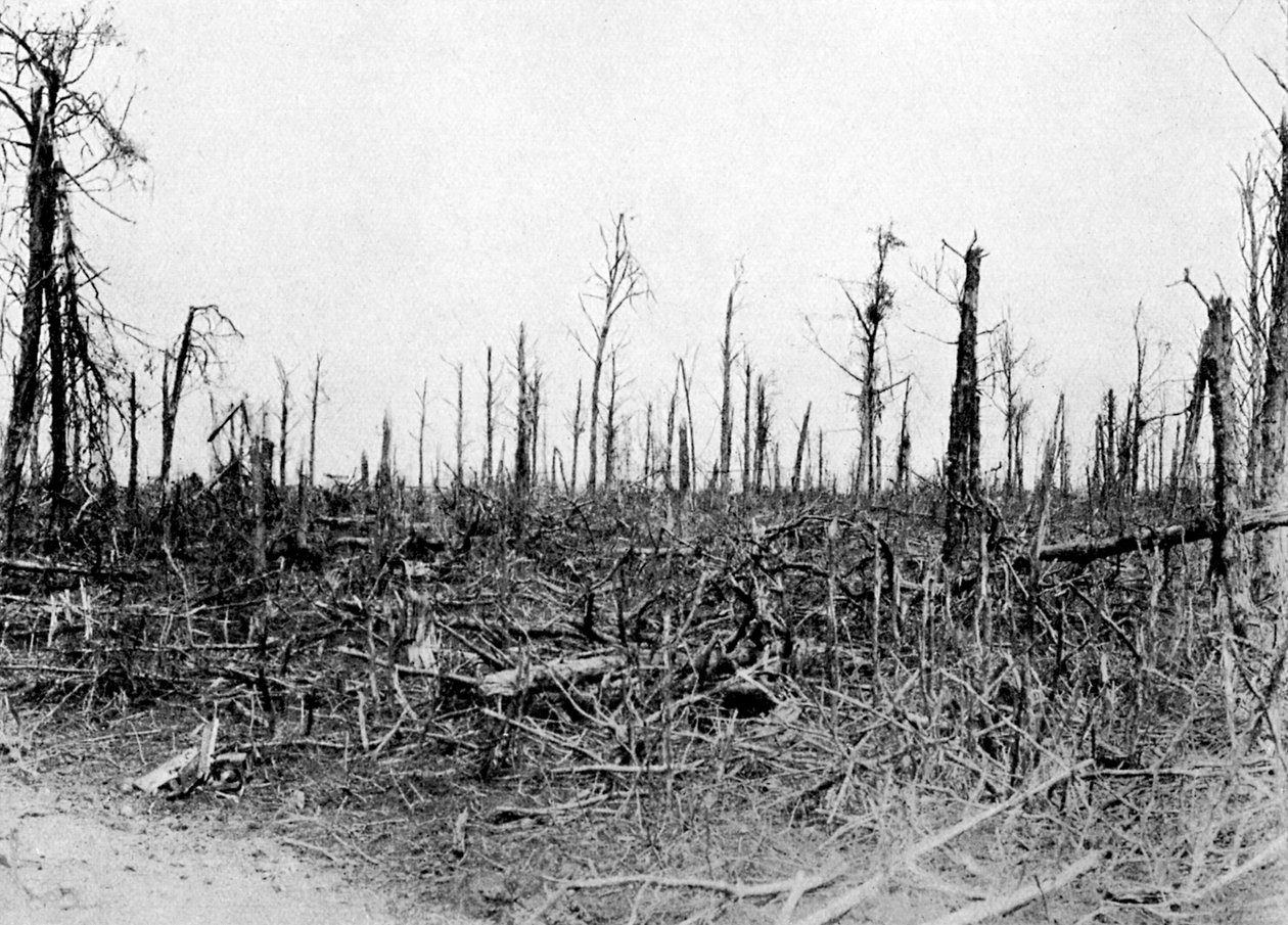 Somme bölgesinde bir ağaç, Fransa, 1916, c1920 by Unbekannt