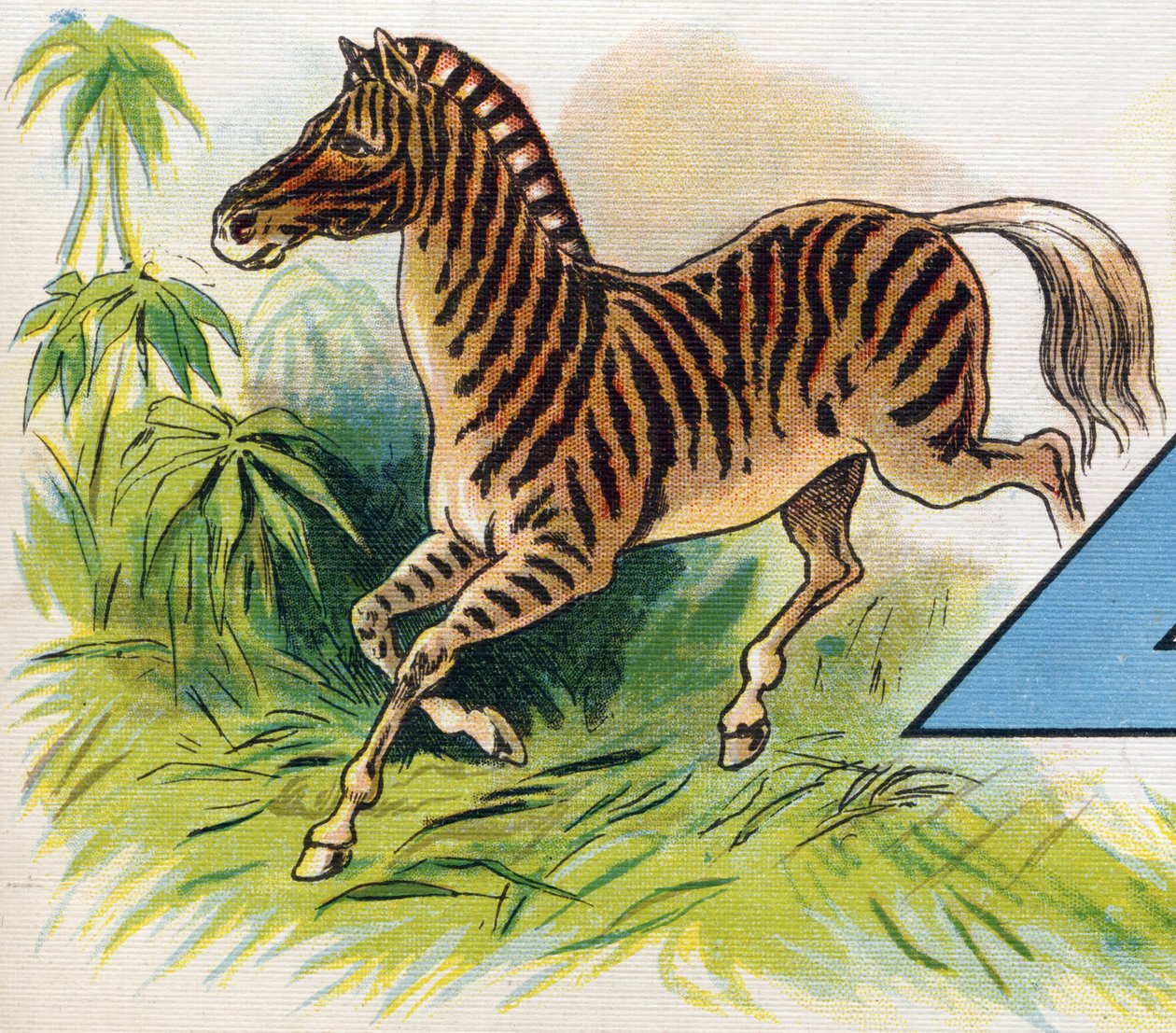 Bir zebra. "ABC L