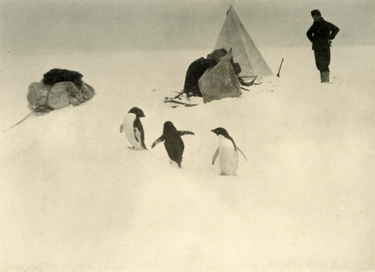 Adelie Penguenler bir Kampı ziyaret ediyor c1908, 1909. by Unbekannt