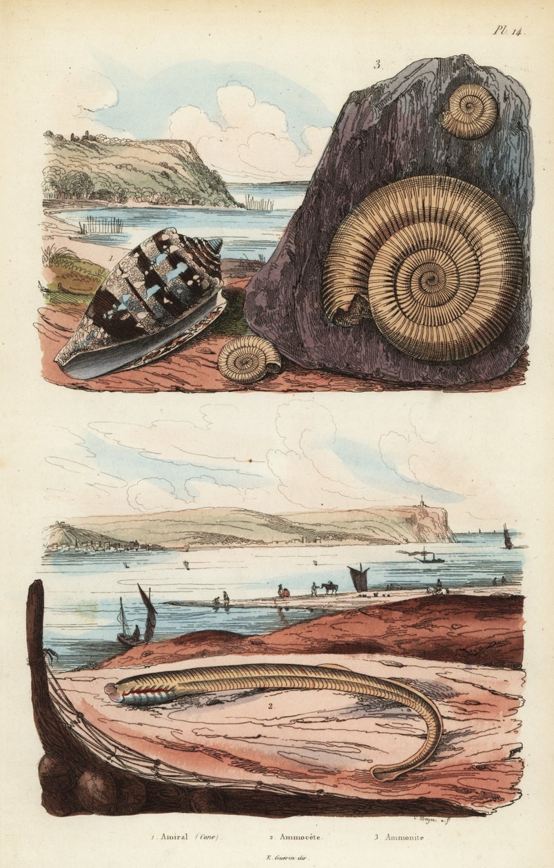 Amiral koni, Conus ammiralis 1, Lamprey