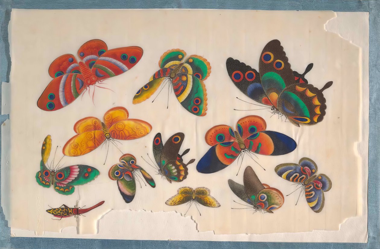 On İki Böcek Tablosunu İçeren Albüm, 19. yüzyıl. by Unbekannt