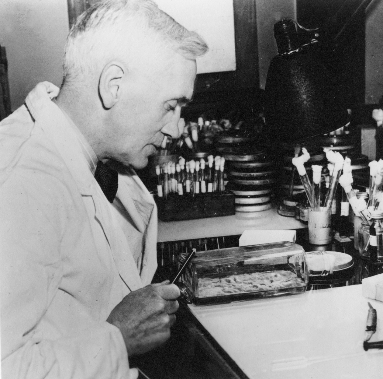 Alexander Fleming, İskoç bakteriyolog, laboratuvarında, 1930