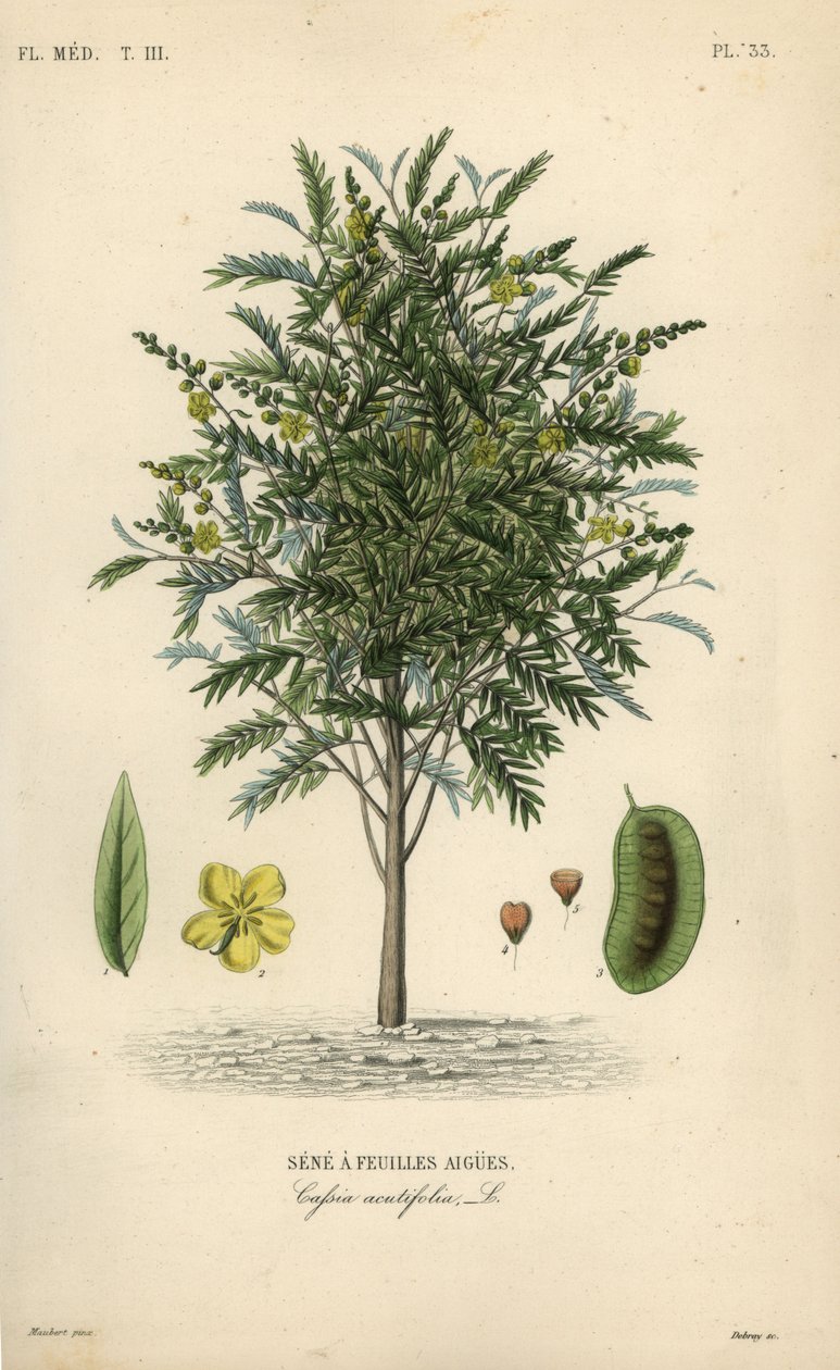 İskenderiye senna, Senna alexandrina, Cassia acutifolia, Sene a feuilles aigues by Unbekannt
