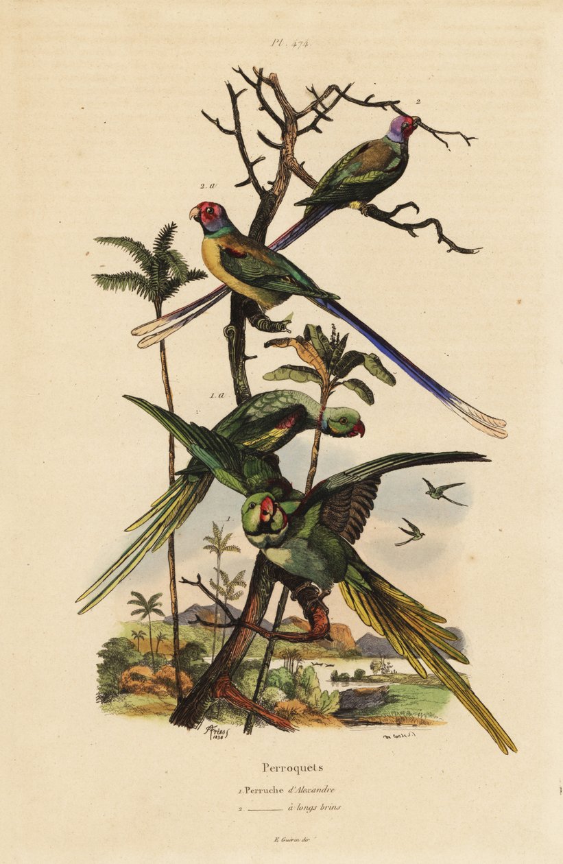 Alexandrine muhabbet kuşu, Psittacula eupatria ve uzun kuyruklu muhabbet kuşu, Psittacula longicauda by Unbekannt
