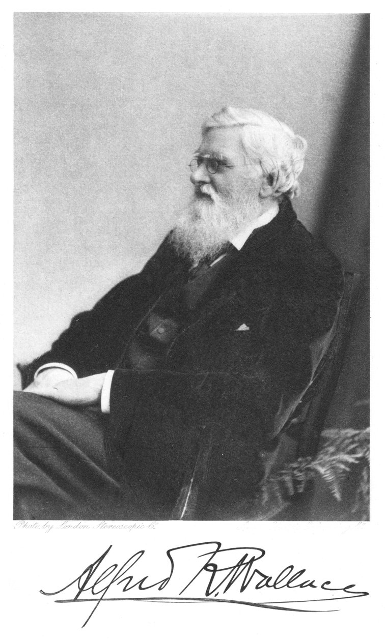 Alfred Russell Wallace, Galler doğumlu İngiliz doğa bilimci, c1900 by Unbekannt