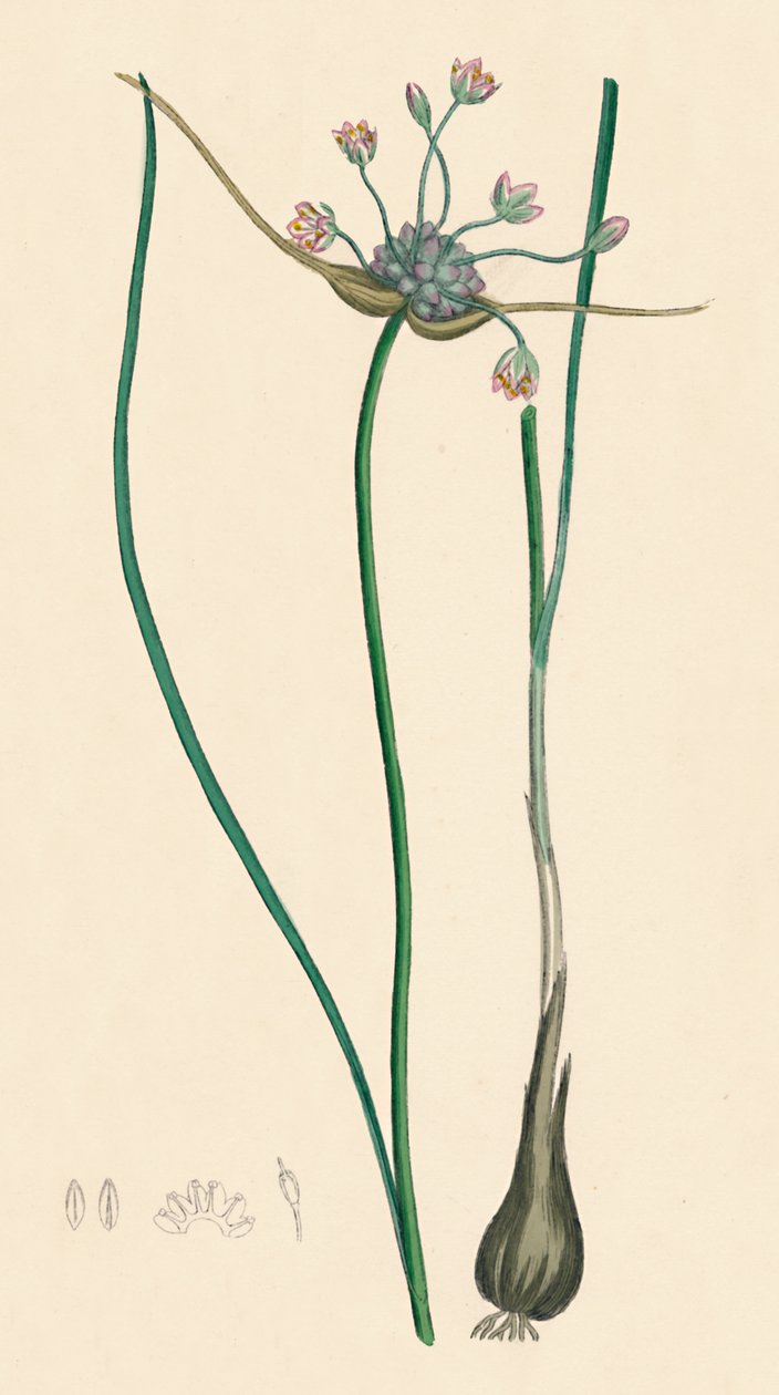 Allium oleraceum var. eşsiz. Tarla Sarımsak, var. bir, 19. Yüzyıl by Unbekannt