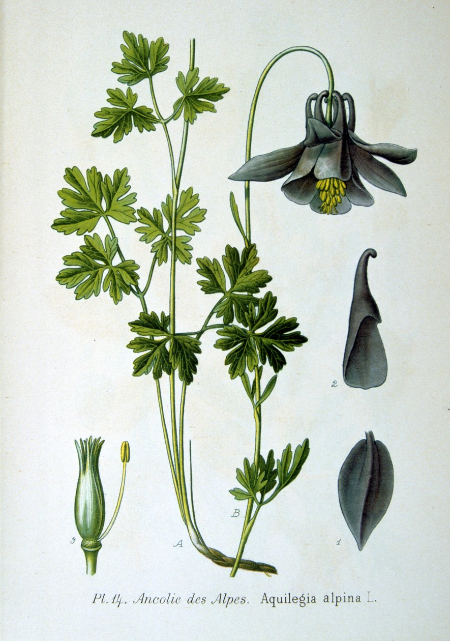 Alp columbine, 1893 by Unbekannt