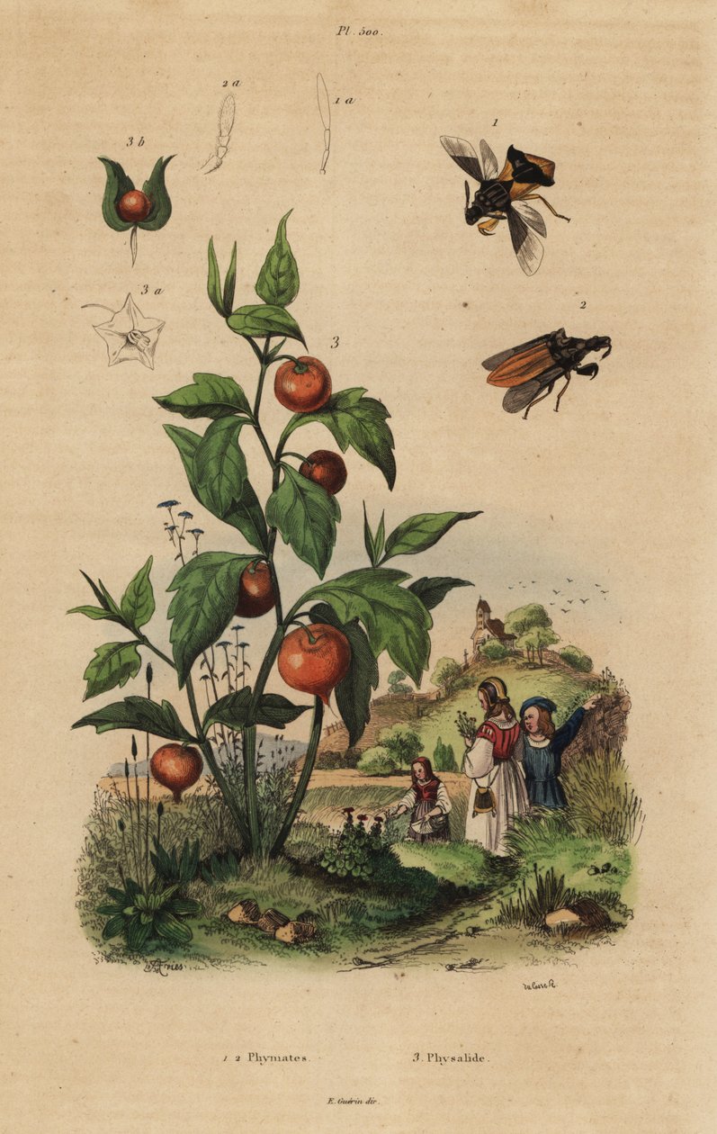 Pusu böceği, Macrocephalus cimicoides 1,2 ve kese kirazı veya Çin fener bitkisi, Physalis alkekengi 3 by Unbekannt