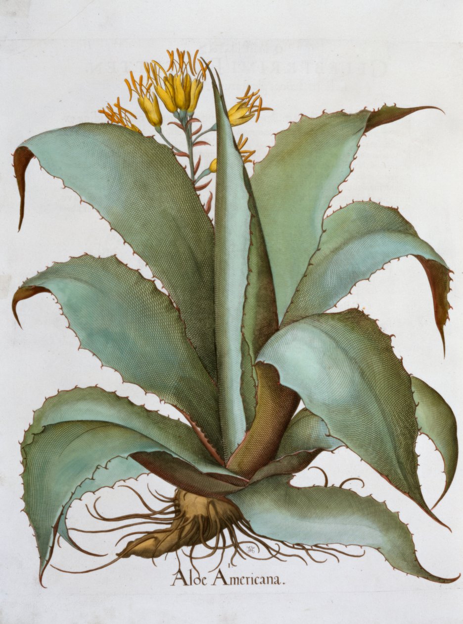 Amerikan Aloe Aloe Americana, 1613 by Unbekannt