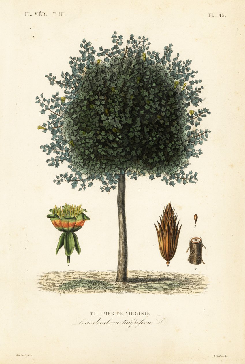 Amerikan lale ağacı veya lale ağacı, Liriodendron tulipifera, Tulipier de Virginie by Unbekannt