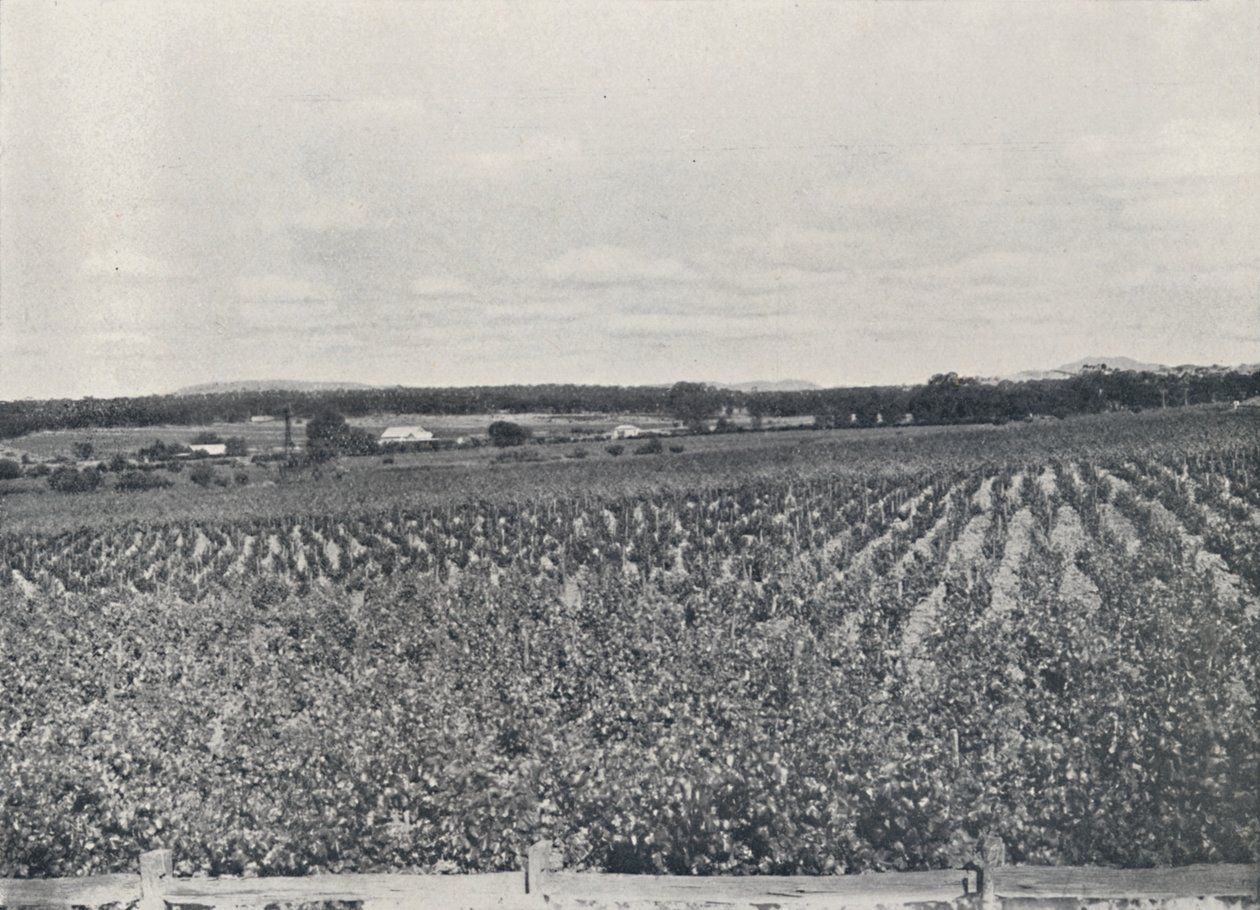 Bir Avustralya Üzüm Bağı, 1923. by Unbekannt