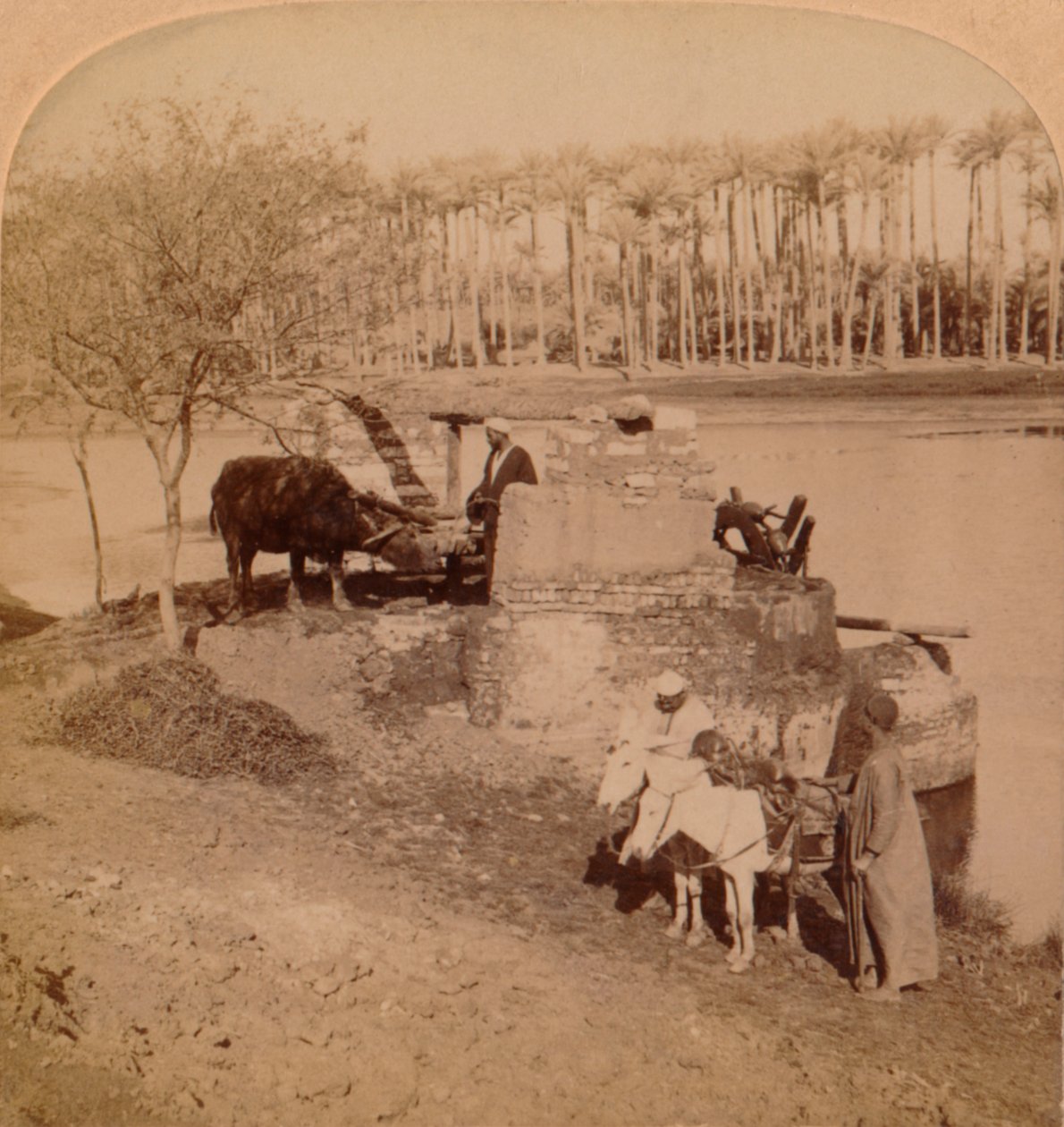 Bir Mısırlı Sakiye, Nil Suyunu Sulama İçin Çekmek, Mısır, 1896 by Unbekannt