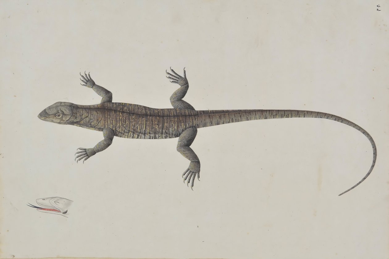 Bir Hint Bish-Copra Kertenkele, Ca. 1790. by Unbekannt