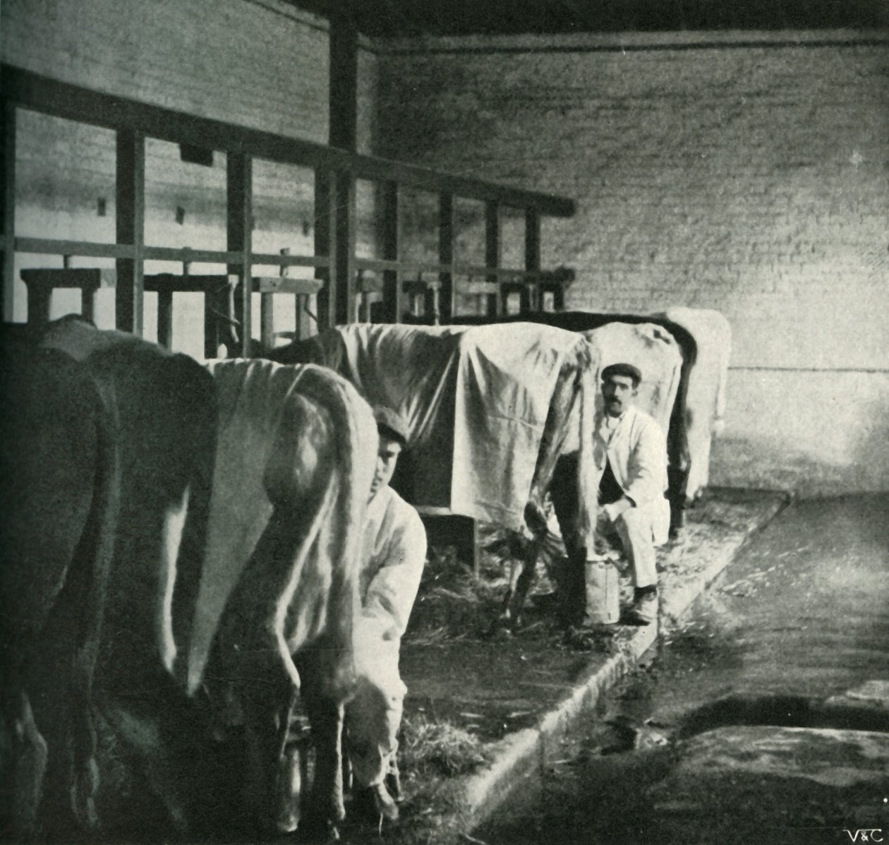 Walker-Gordon Çiftliğinde Güncel Bir Sağım Barakası, 1902. by Unbekannt