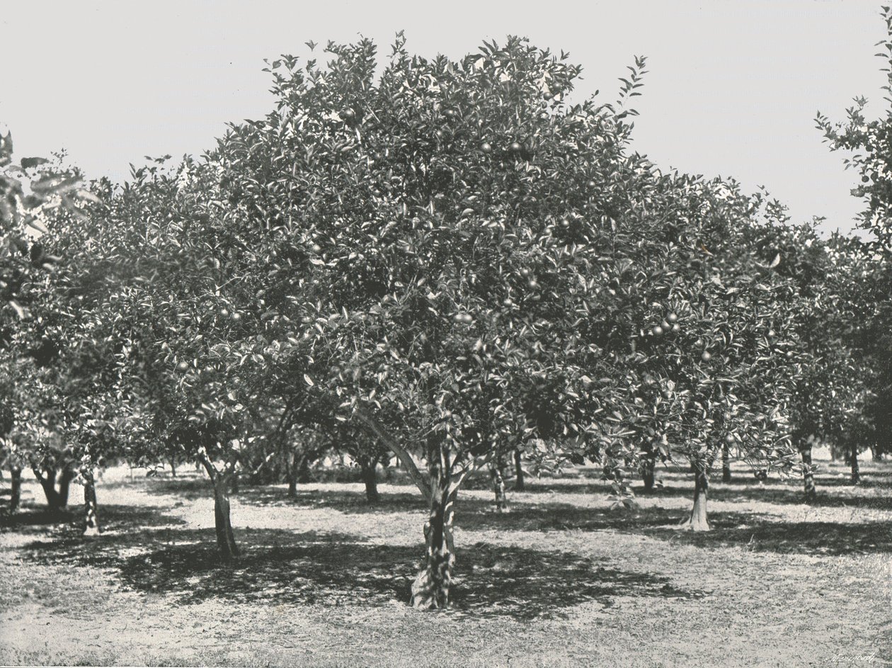 Şehrin yakınında bir portakal bahçesi, St Augustine, ABD, 1895. by Unbekannt