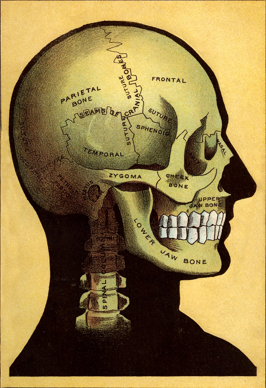 Anatomik şema, baş by Unbekannt