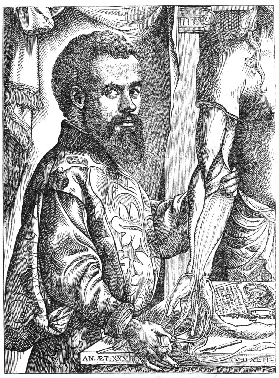 Andreas Vesalius, 16. yüzyıl Flaman anatomisti by Unbekannt