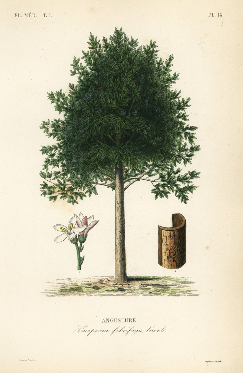 Angostura trifoliate, Cusparia febrifuga, Angusture by Unbekannt