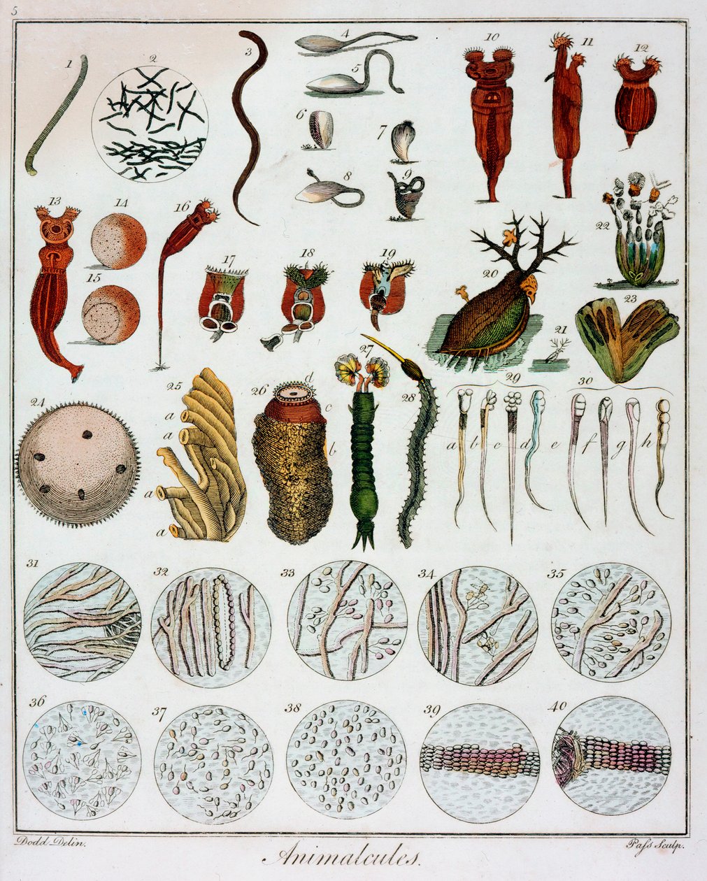 Anton van Leeuwenhoek tarafından gözlemlenen 